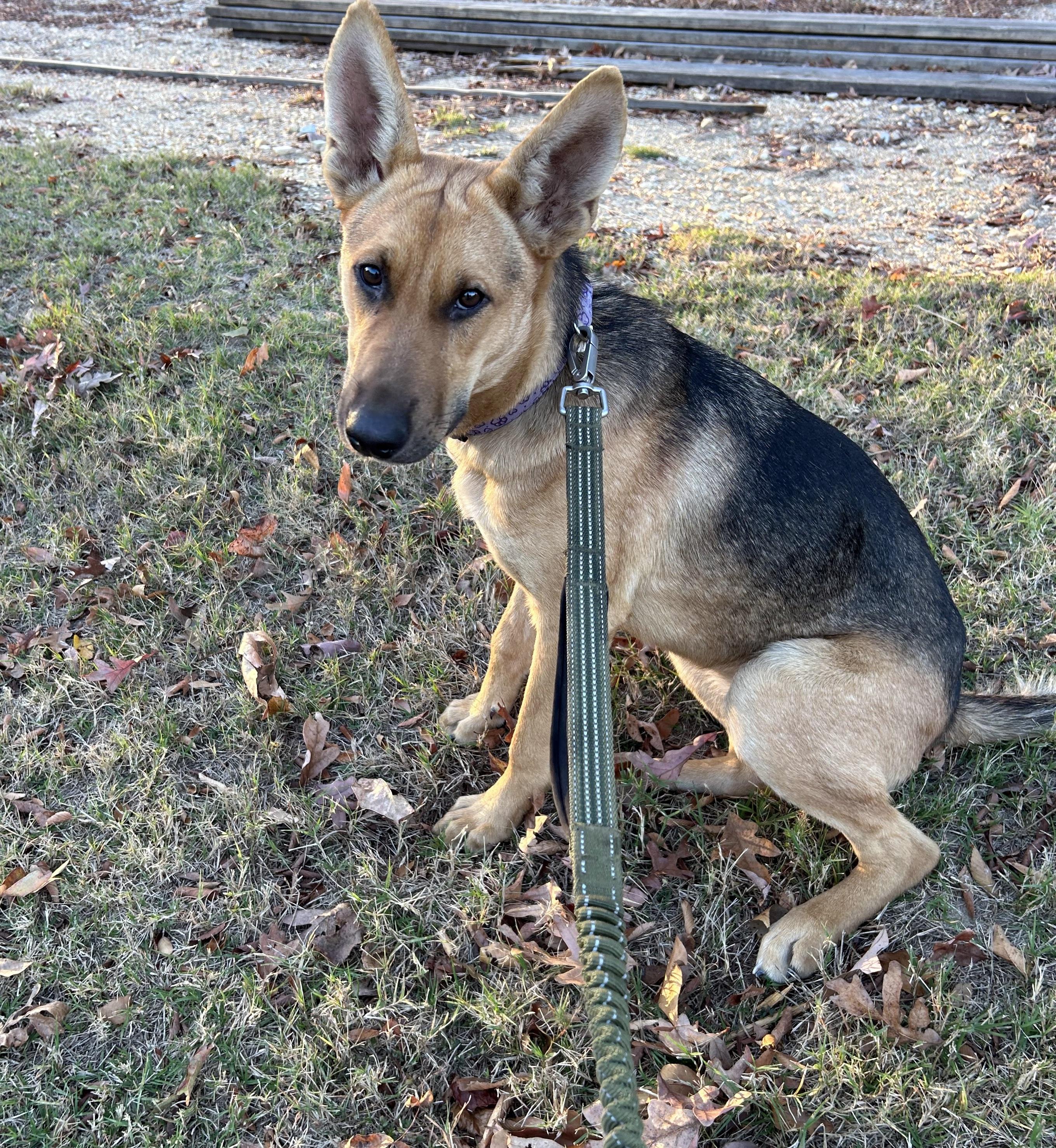 JUNE , an adopted mixed breed in Falmouth, ME image 2/4