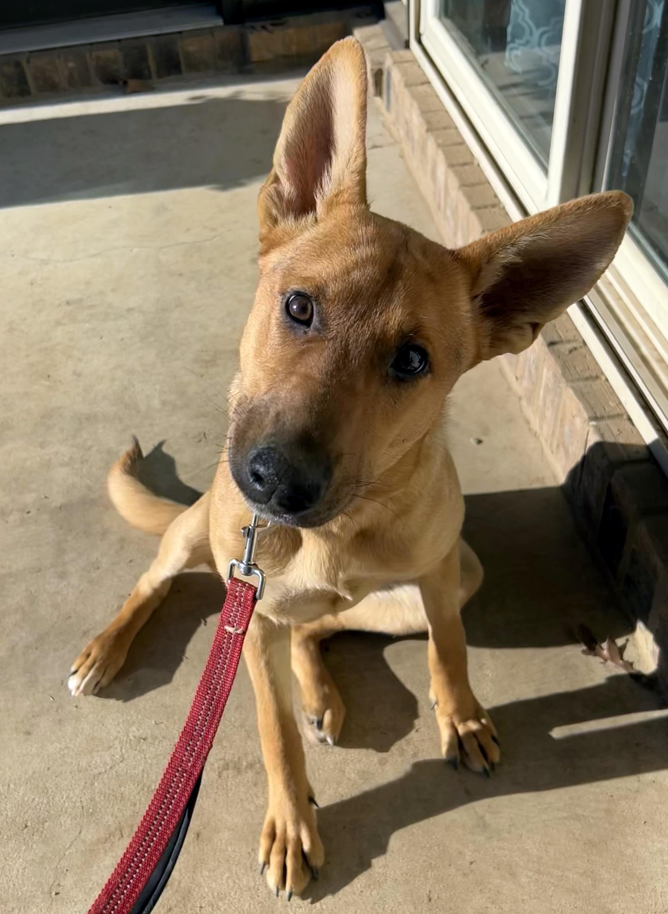 JUNE , an adopted mixed breed in Falmouth, ME image 3/4