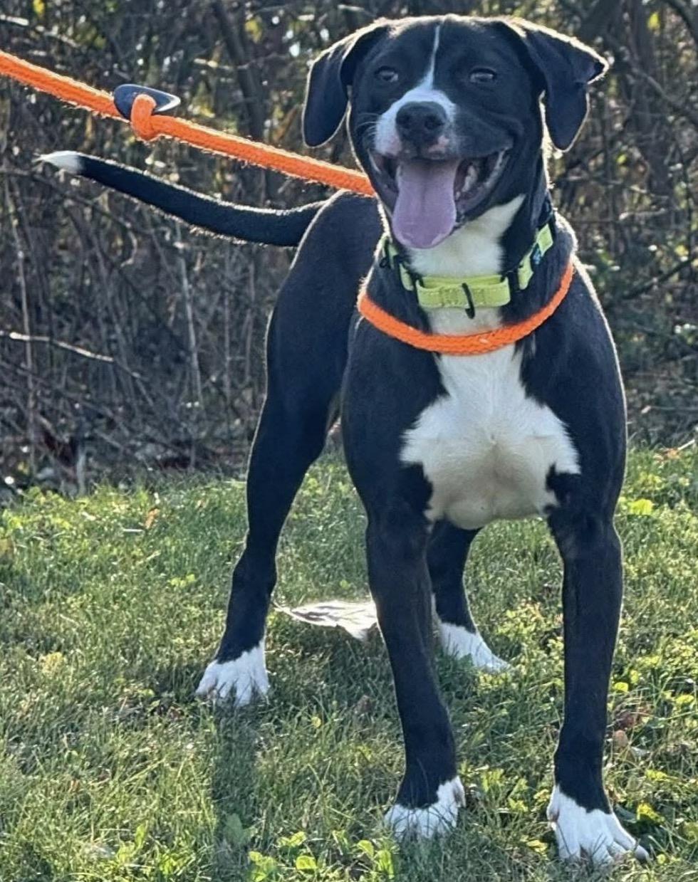 Enlarge Quest, a ADOPTABLE mixed breed in Youngstown, OH image 2/2