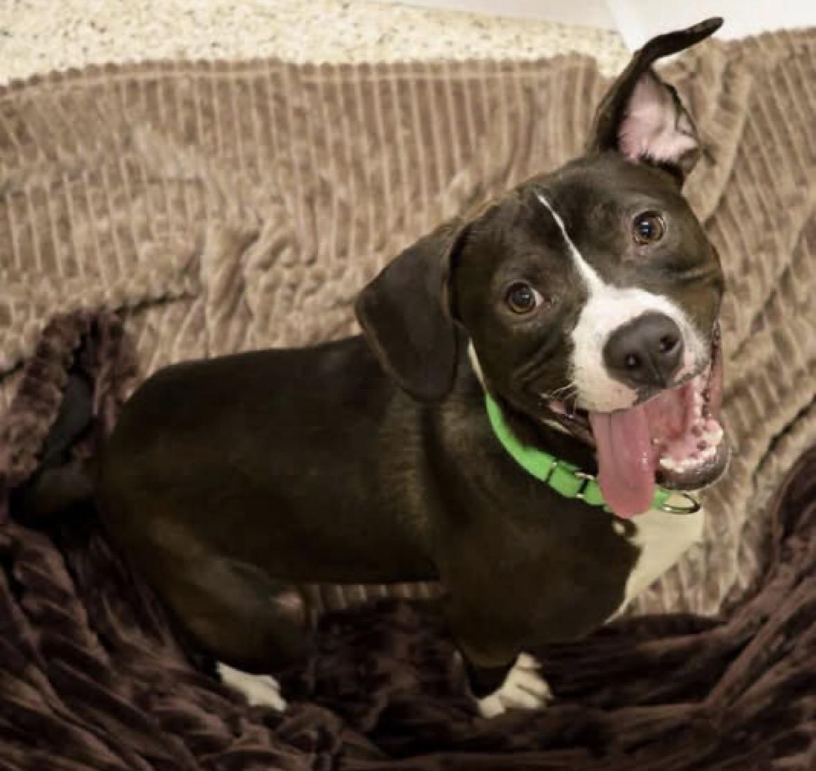 Enlarge Quest, a ADOPTABLE mixed breed in Youngstown, OH image 1/2