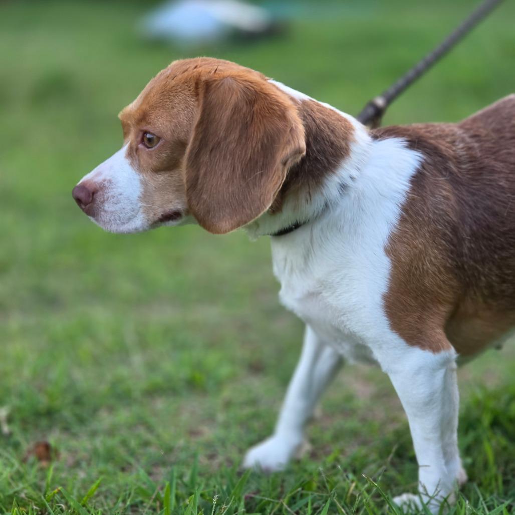Enlarge Miss Piggy, a Adoptable mixed breed in Chesapeake, VA image 3/5