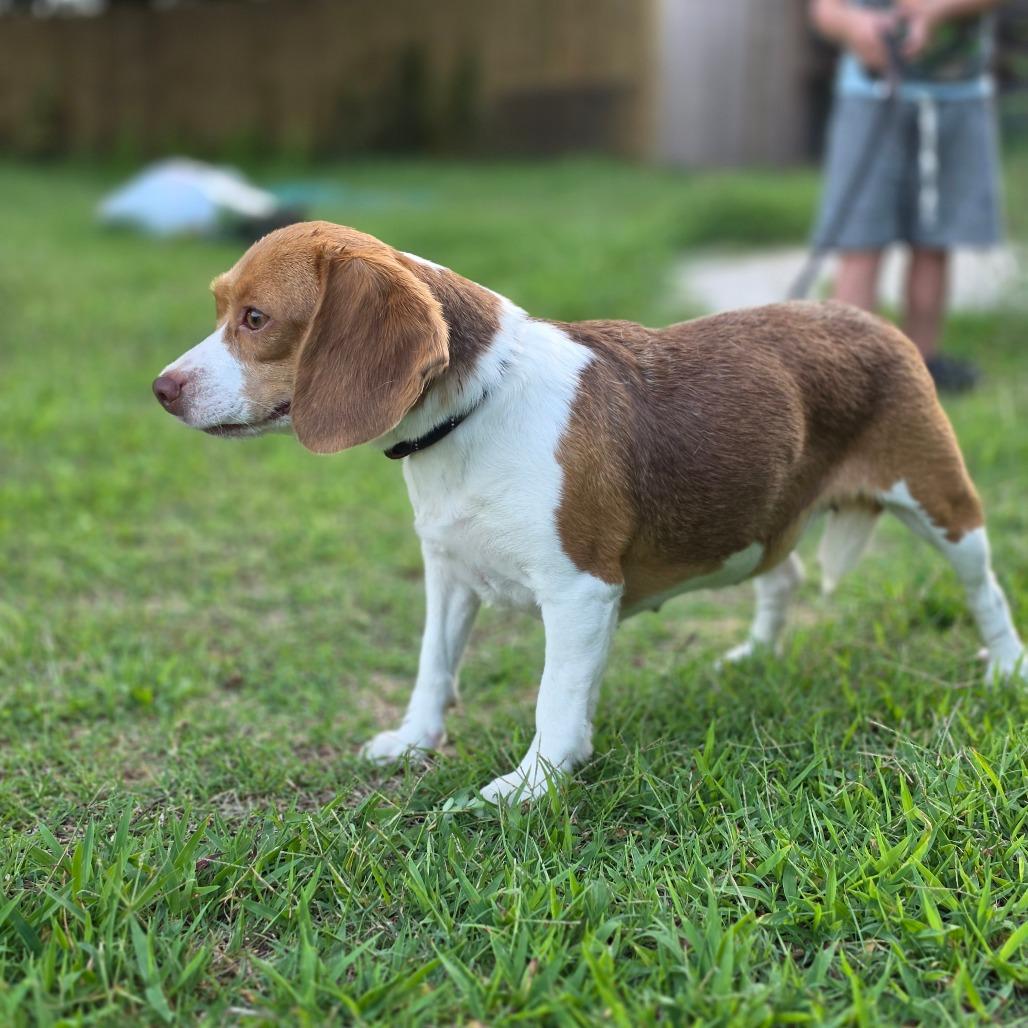 Enlarge Miss Piggy, a Adoptable mixed breed in Chesapeake, VA image 4/5