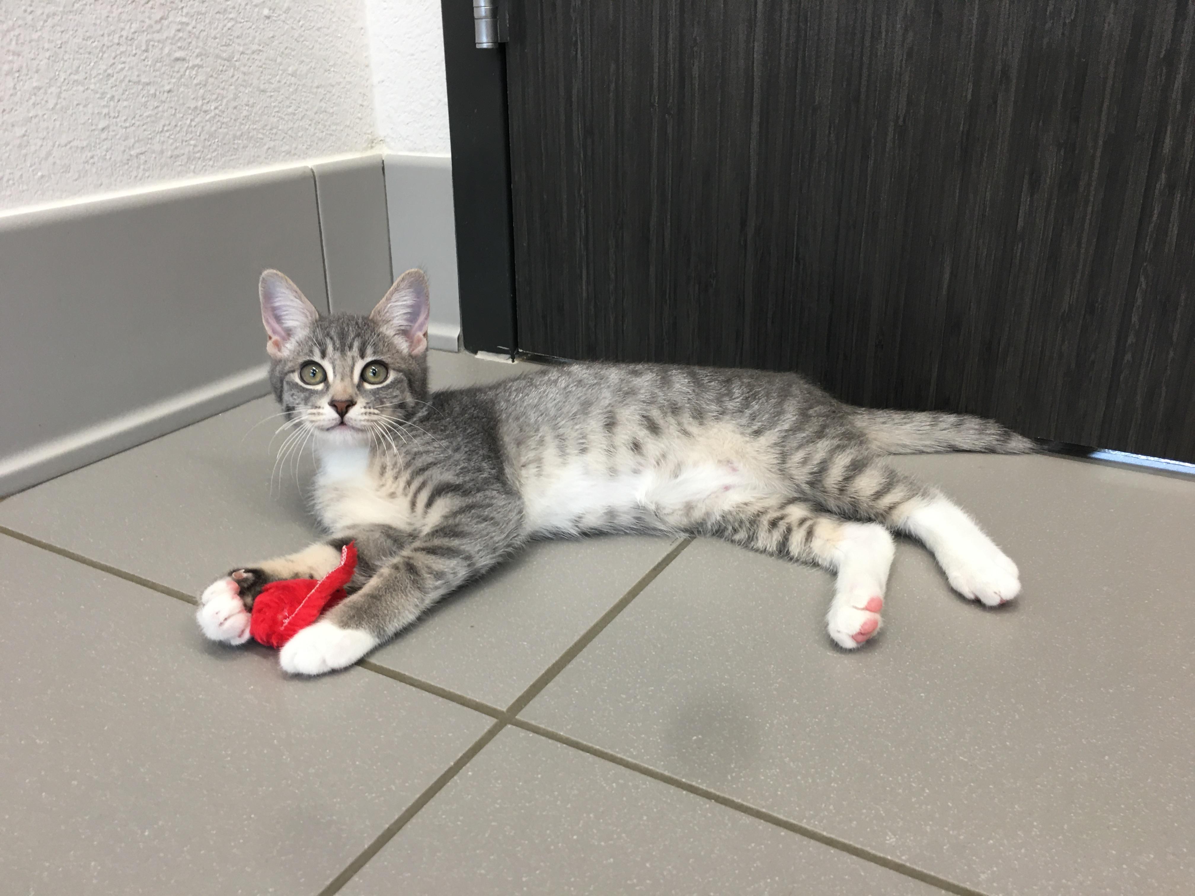 Wendy, a Adoptable Domestic Short Hair in Greenville, TX image 1/3