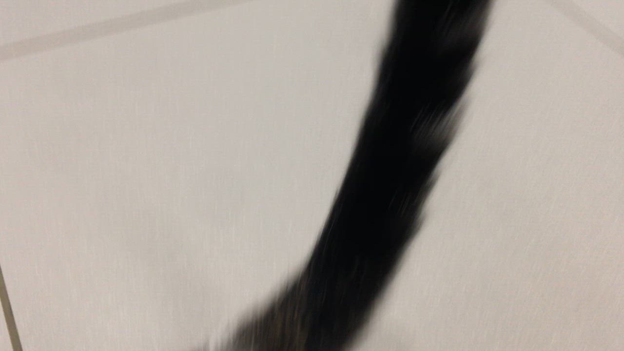 Enlarge Wendy, a Adoptable Domestic Short Hair in Greenville, TX video 3/3