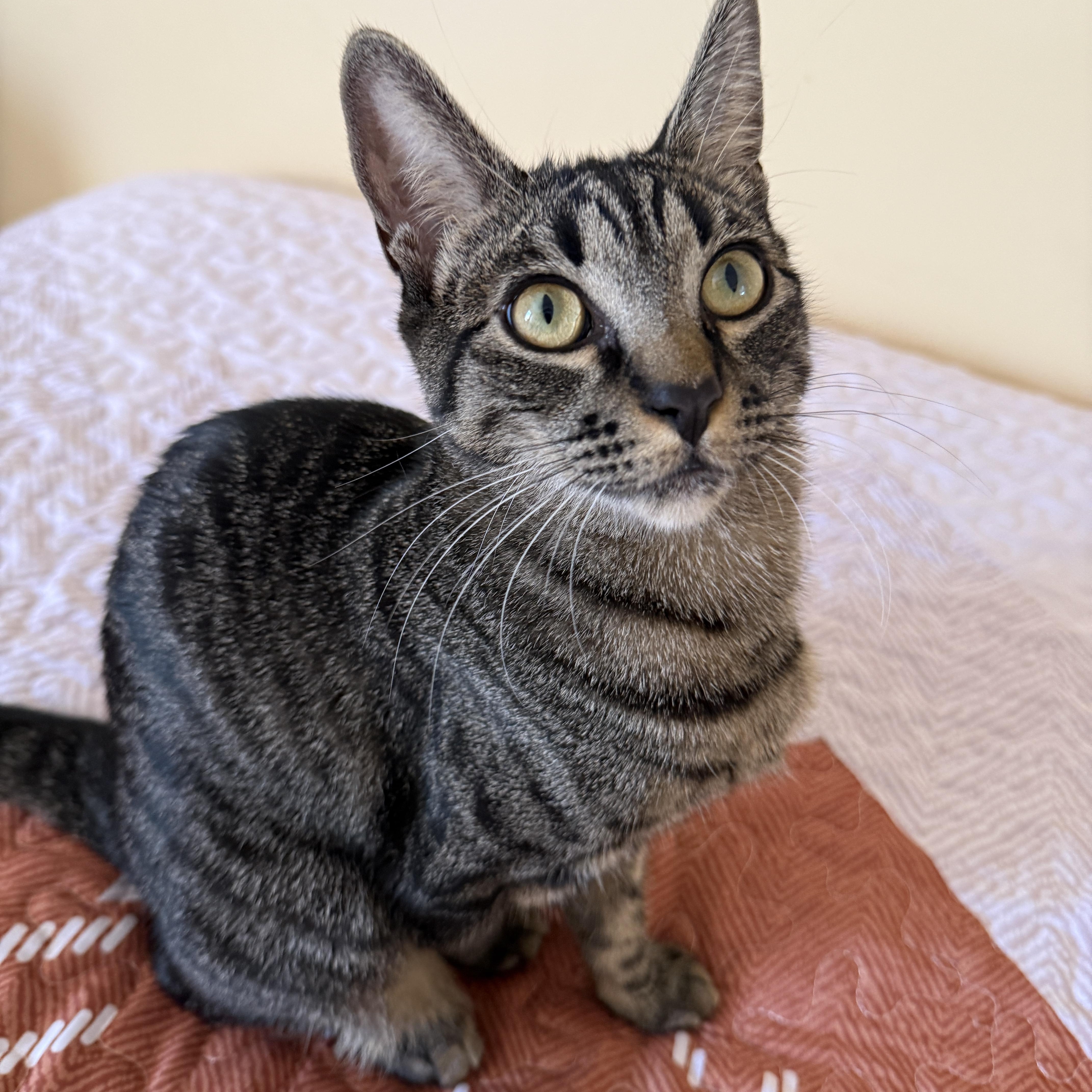 Enlarge Ramona, a Adoptable Domestic Short Hair in Los Angeles, CA image 1/4