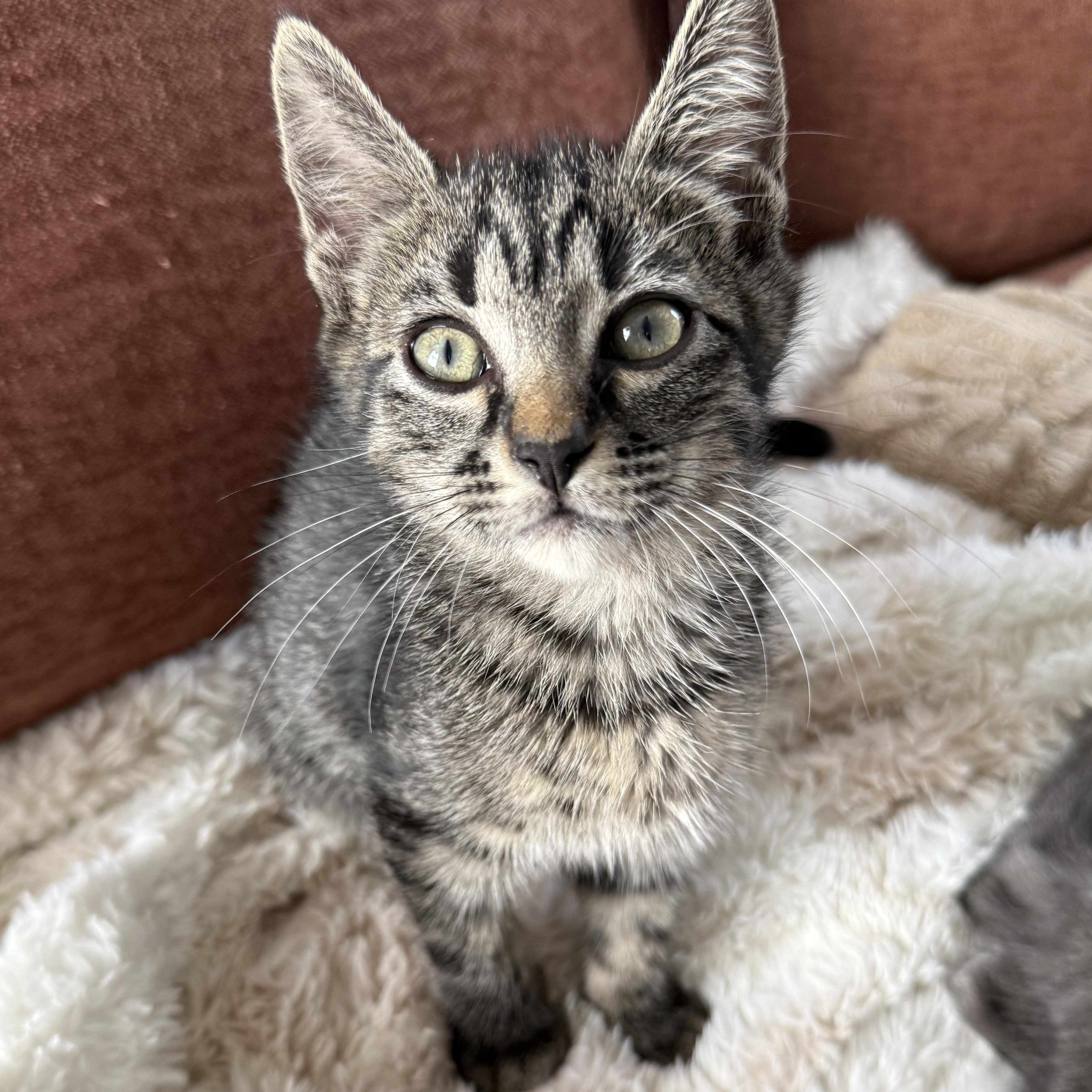 Enlarge Ramona, a Adoptable Domestic Short Hair in Los Angeles, CA image 2/4
