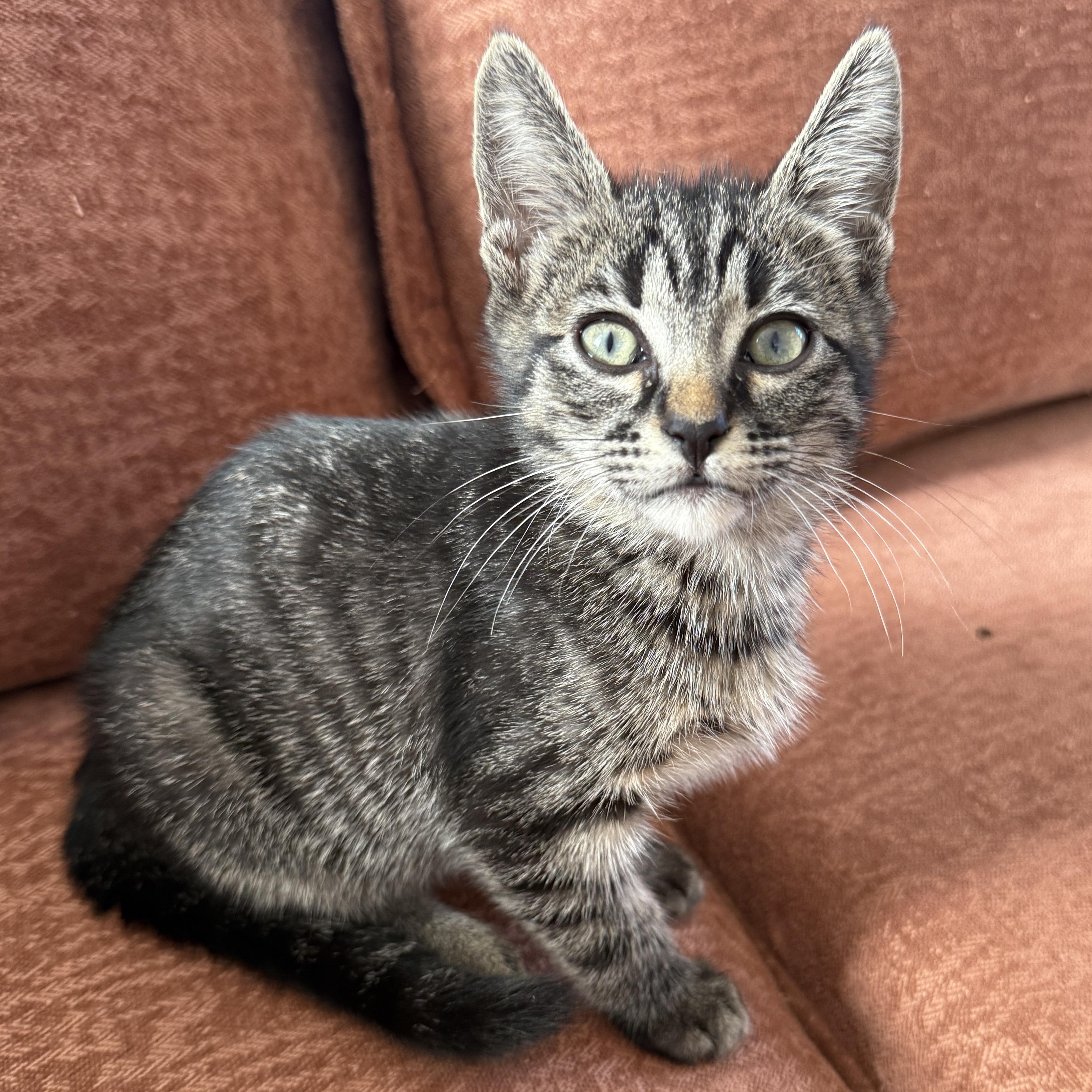 Enlarge Ramona, a Adoptable Domestic Short Hair in Los Angeles, CA image 3/4