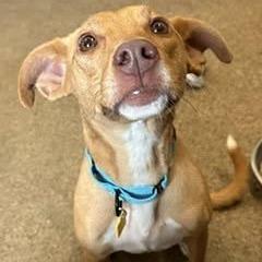 Eden, Adoptable, Adult Female Shepherd & Mixed Breed.