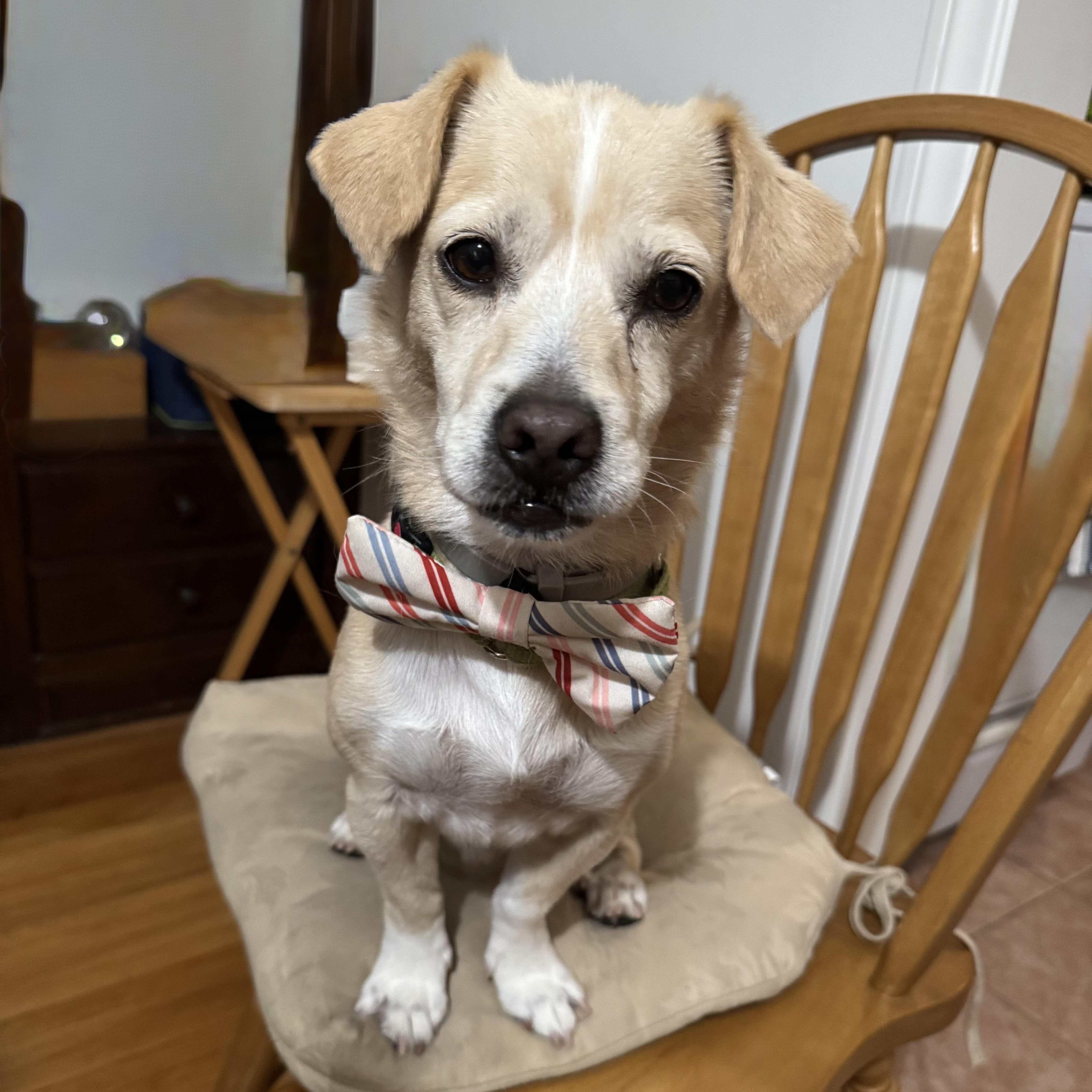 Enlarge Sunshine, a hold mixed breed in Seal Beach, CA image 2/5