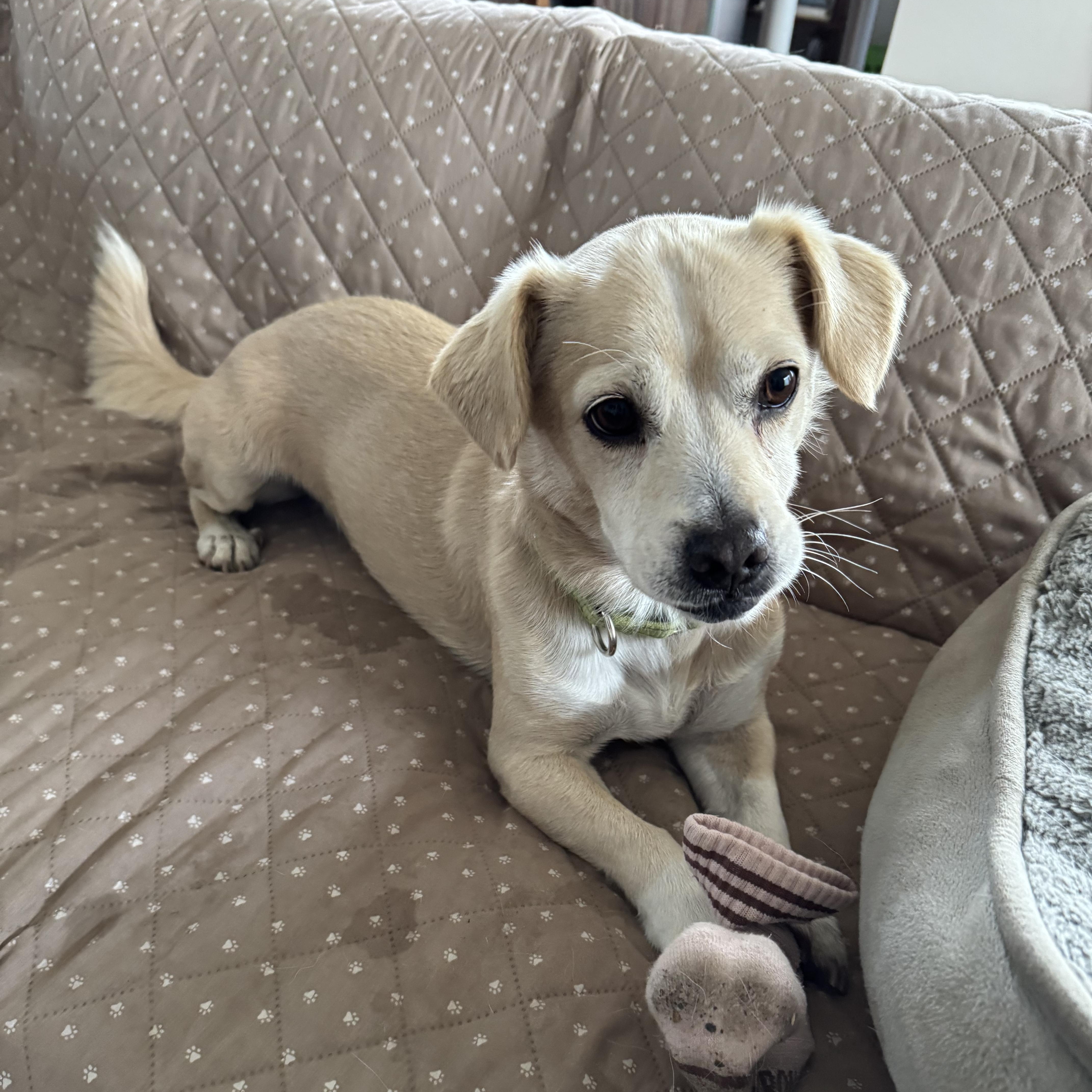 Enlarge Sunshine, a hold mixed breed in Seal Beach, CA image 5/5