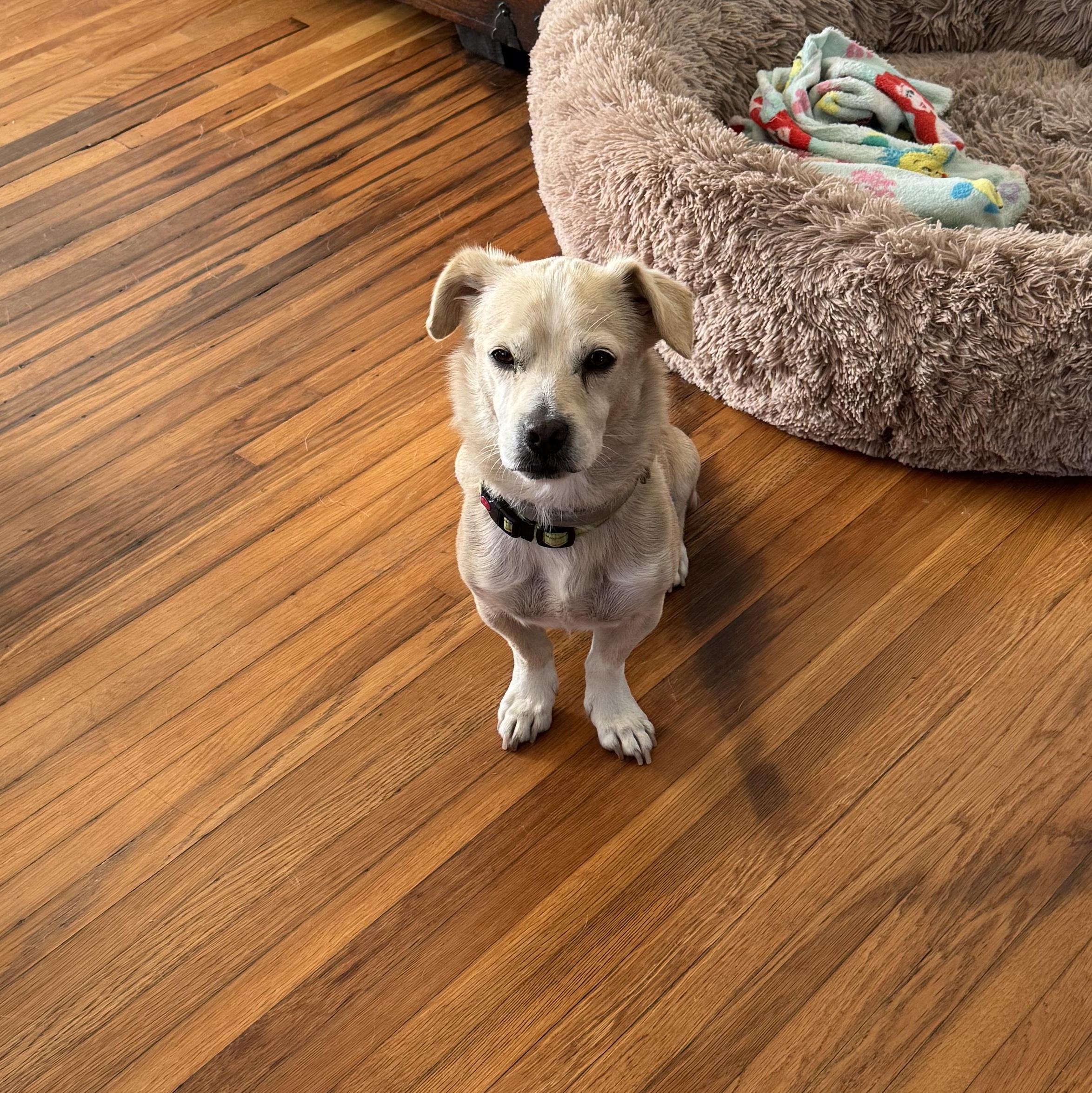 Sunshine, Adoptable, Adult Male Chihuahua.