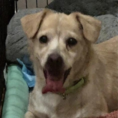 Enlarge Sunshine, a Adoptable mixed breed in Seal Beach, CA image 3/5