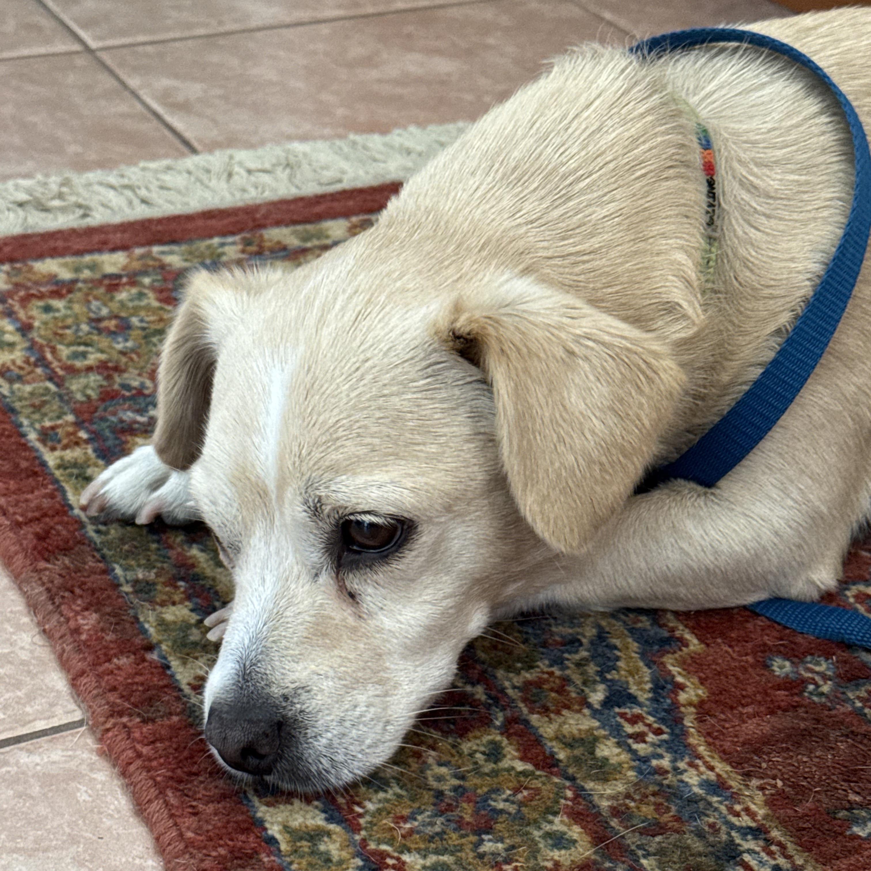 Enlarge Sunshine, a Adoptable mixed breed in Seal Beach, CA image 4/5