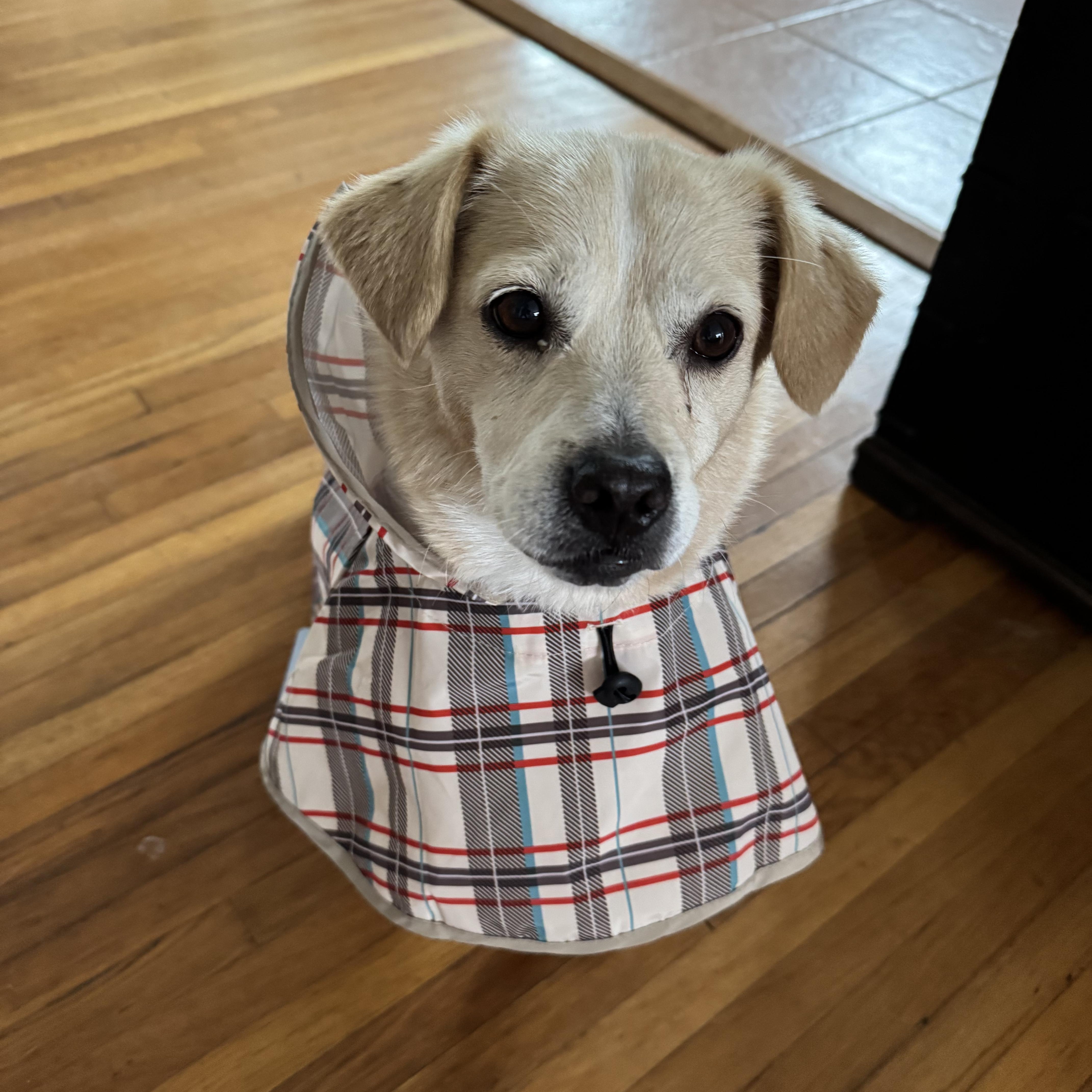 Enlarge Sunshine, a hold mixed breed in Seal Beach, CA image 3/5
