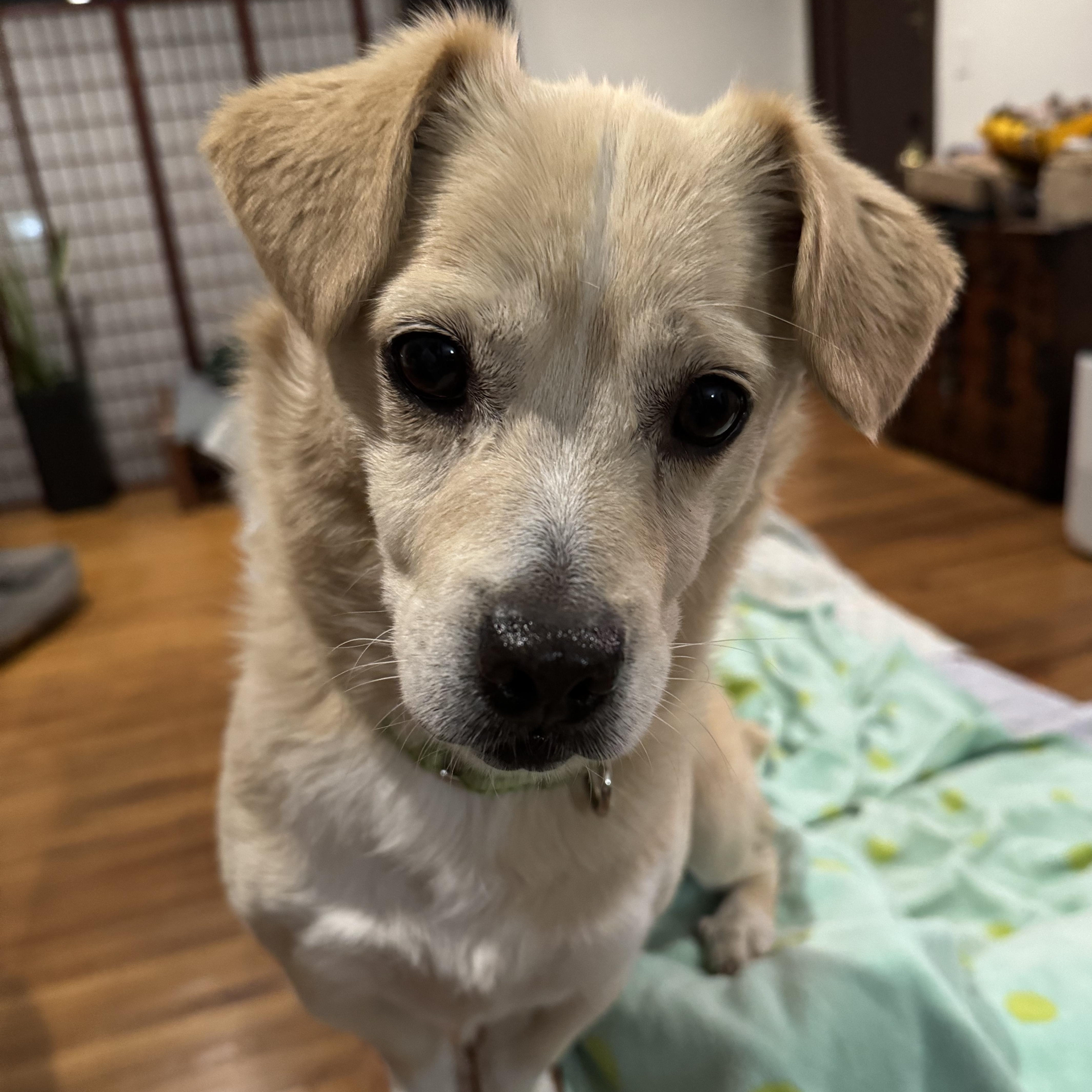 Enlarge Sunshine, a hold mixed breed in Seal Beach, CA image 4/5