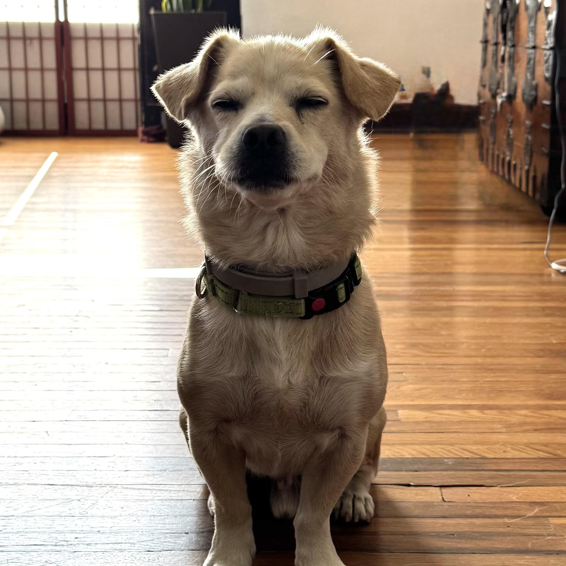 Enlarge Sunshine, a Adoptable mixed breed in Seal Beach, CA image 2/5