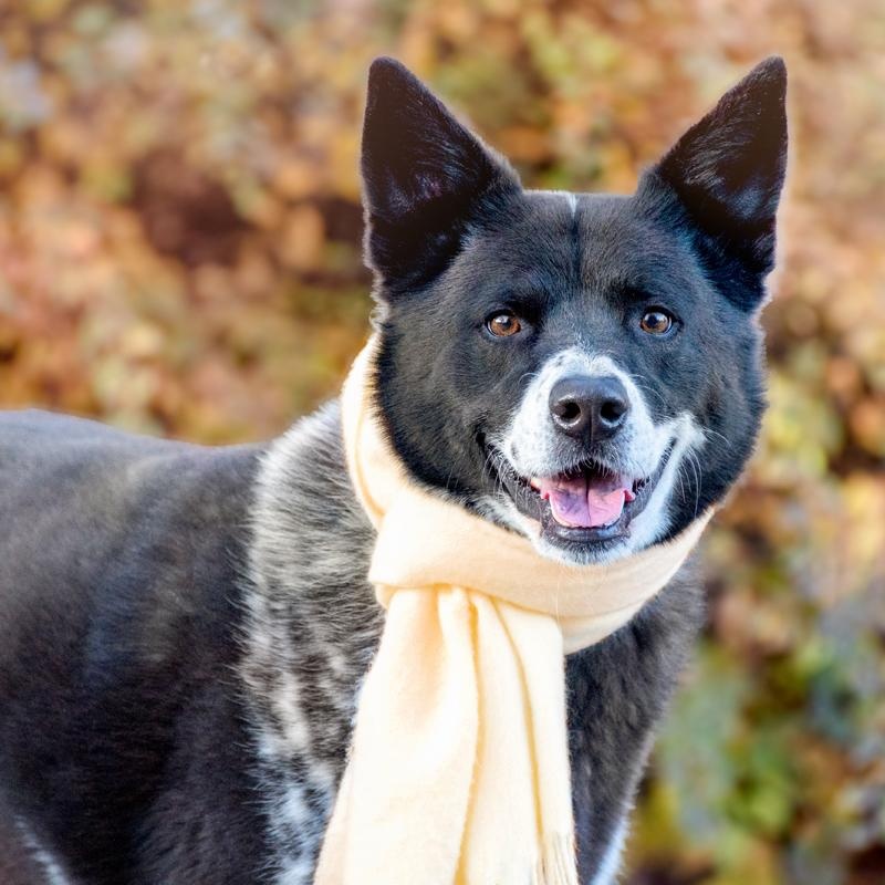 Enlarge Shadow, a hold mixed breed in Denver, CO image 1/6