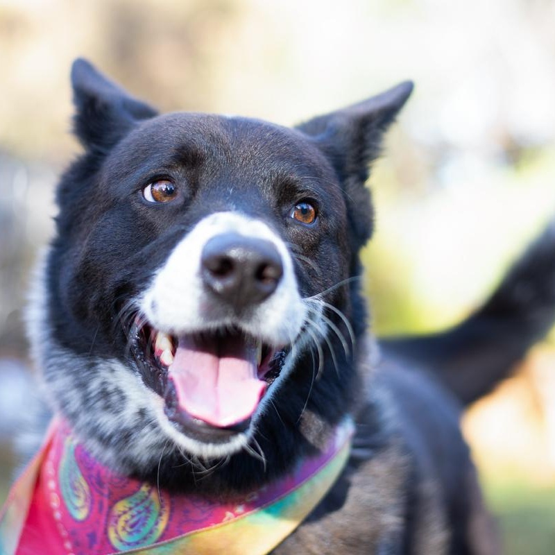 Enlarge Shadow, a hold mixed breed in Denver, CO image 2/6