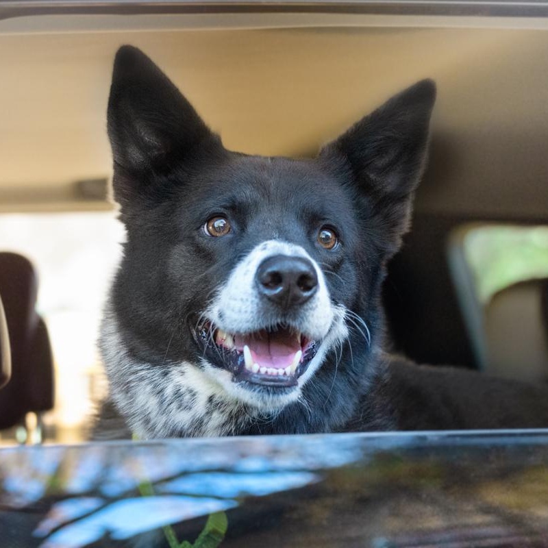 Enlarge Shadow, a hold mixed breed in Denver, CO image 3/6