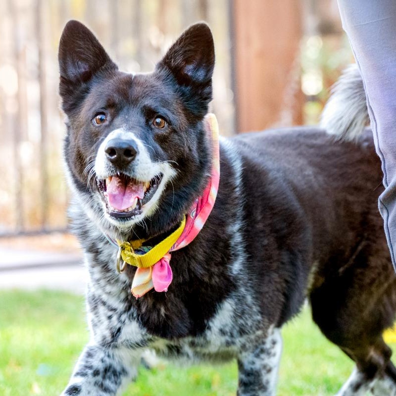 Enlarge Shadow, a hold mixed breed in Denver, CO image 4/6