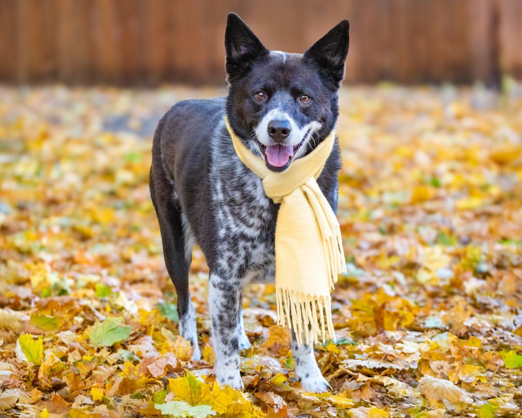 Enlarge Shadow, a hold mixed breed in Denver, CO image 5/6