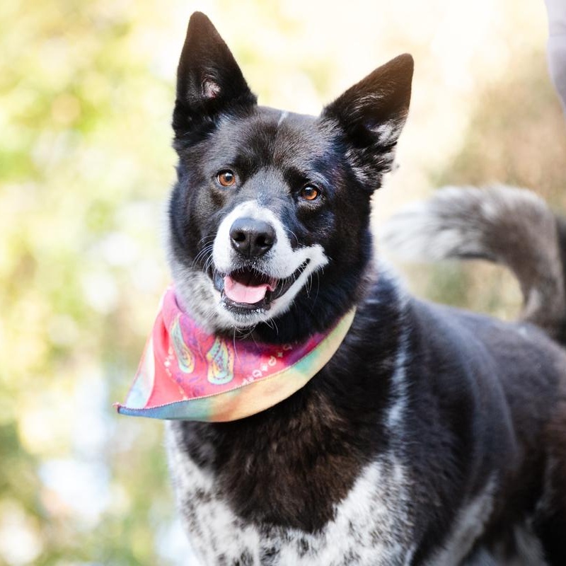 Enlarge Shadow, a hold mixed breed in Denver, CO image 6/6
