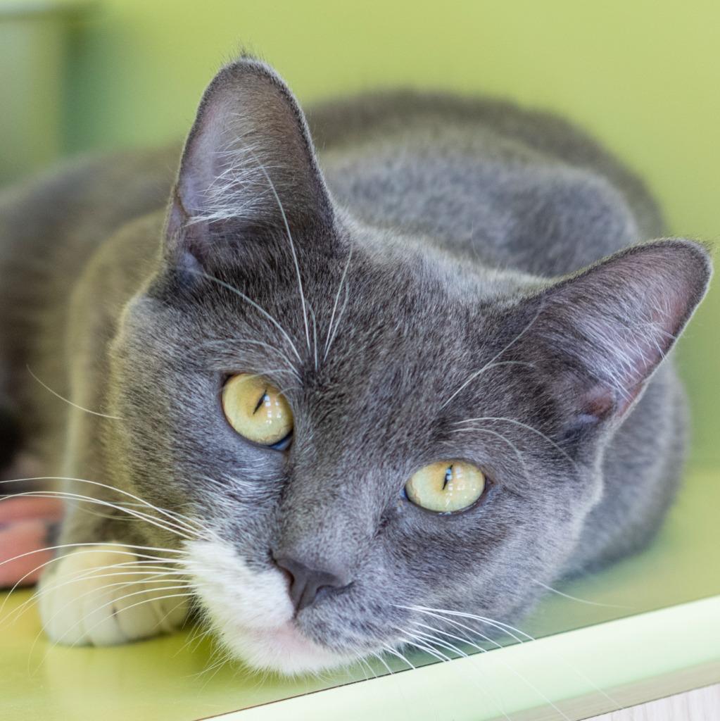 Enlarge Leah, a ADOPTABLE Domestic Short Hair in Pontiac, MI image 1/1