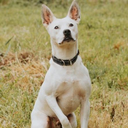 Ace, Adoptable, Adult Male Border Collie & Mixed Breed.