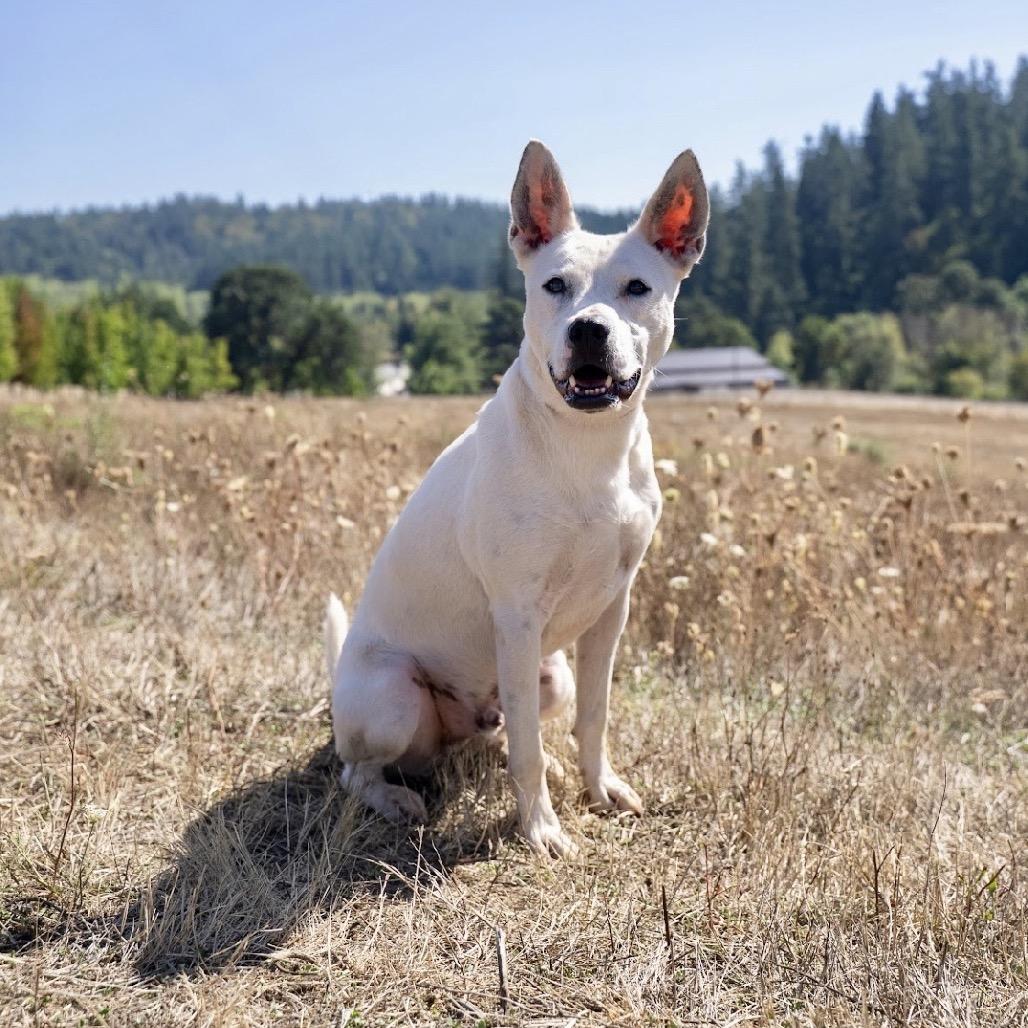 Ace, Adoptable, Adult Male Border Collie & Mixed Breed.