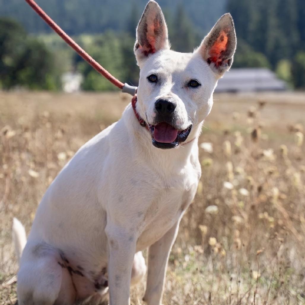 Enlarge Ace, a Adoptable mixed breed in Salem, OR image 2/6