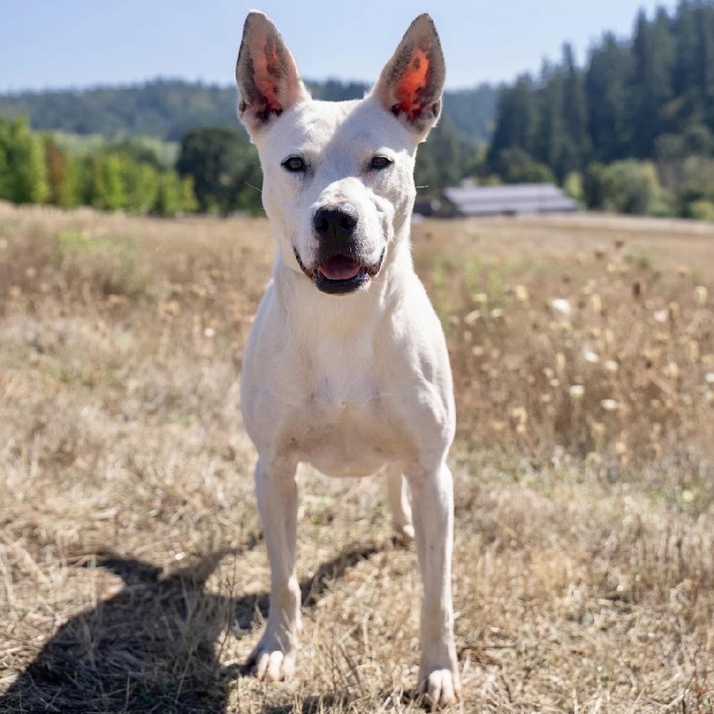 Enlarge Ace, a Adoptable mixed breed in Salem, OR image 3/6