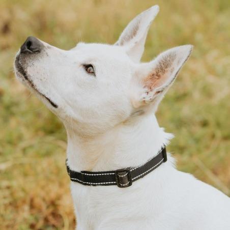 Enlarge Ace, a Adoptable mixed breed in Salem, OR image 4/6