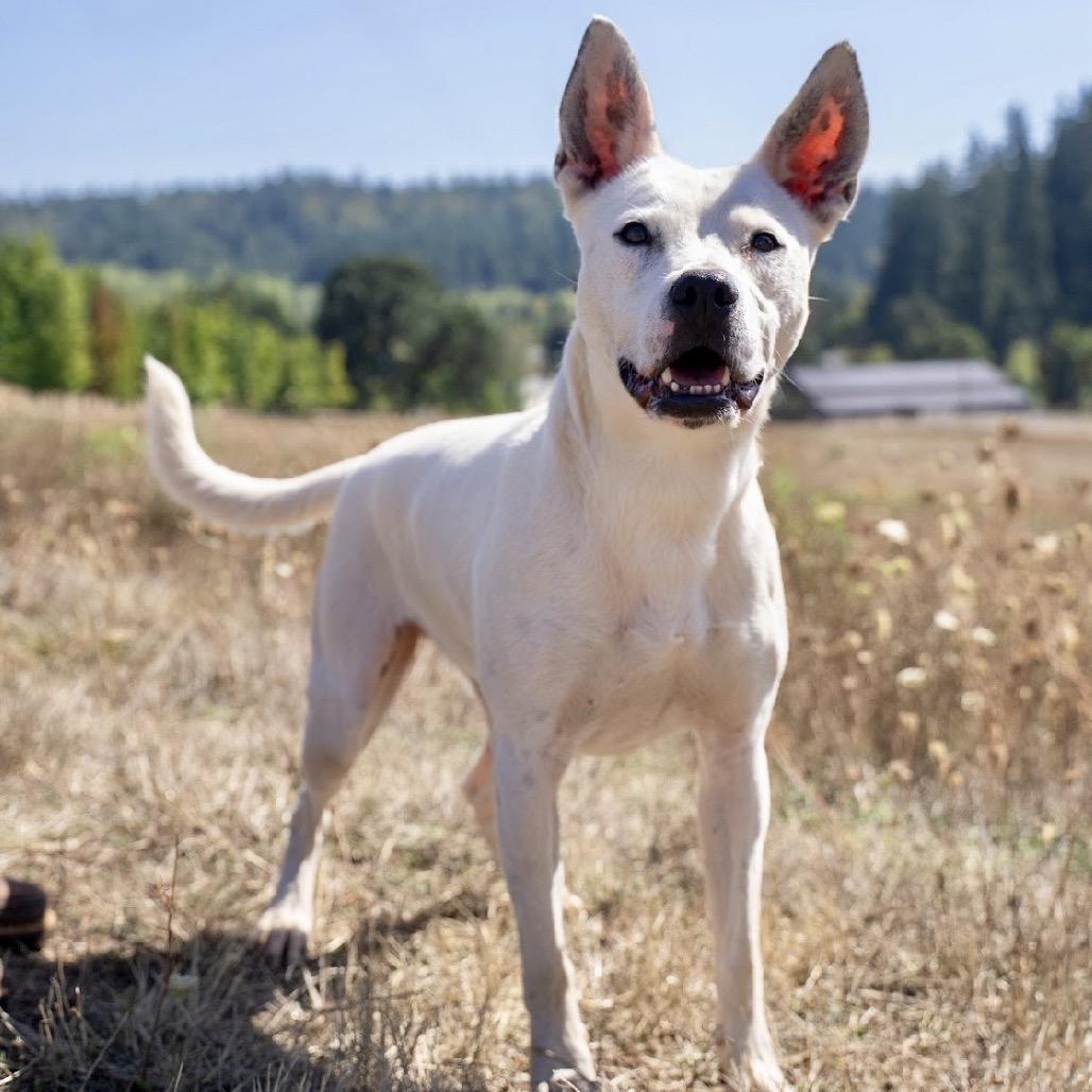 Enlarge Ace, a Adoptable mixed breed in Salem, OR image 5/6