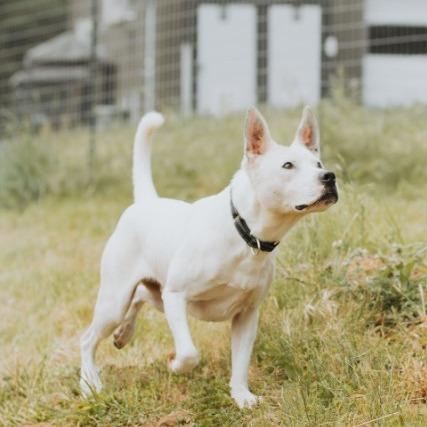 Enlarge Ace, a Adoptable mixed breed in Salem, OR image 6/6