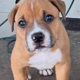 Enlarge Meatloaf, a Adoptable mixed breed in Benton City, WA image 3/6