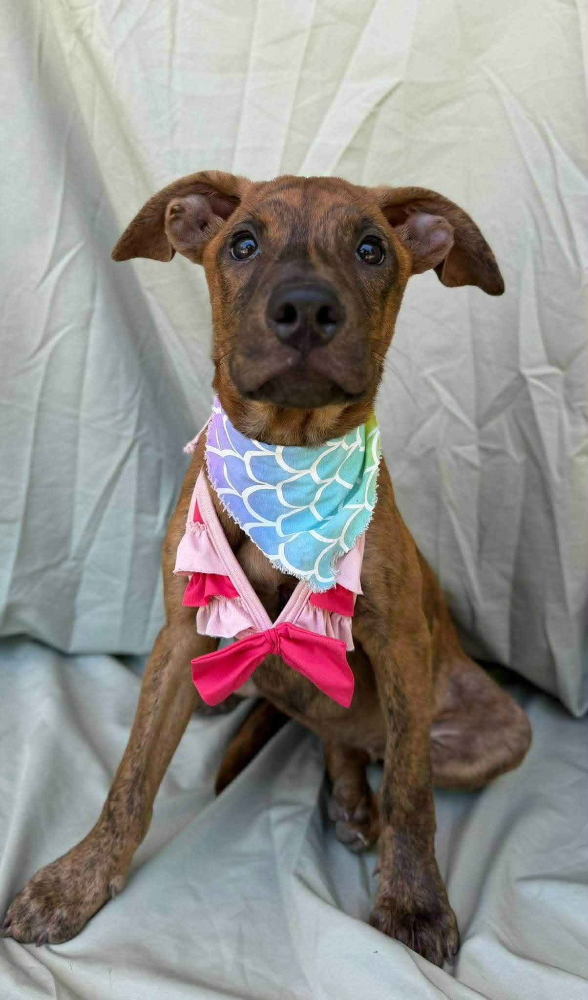 Enlarge Birdy, a ADOPTABLE mixed breed in New York, NY image 2/6