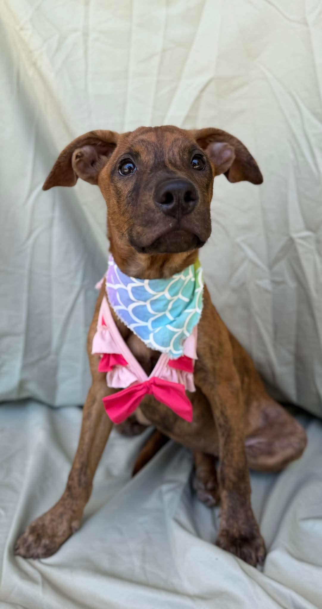 Enlarge Birdy, a ADOPTABLE mixed breed in New York, NY image 3/6