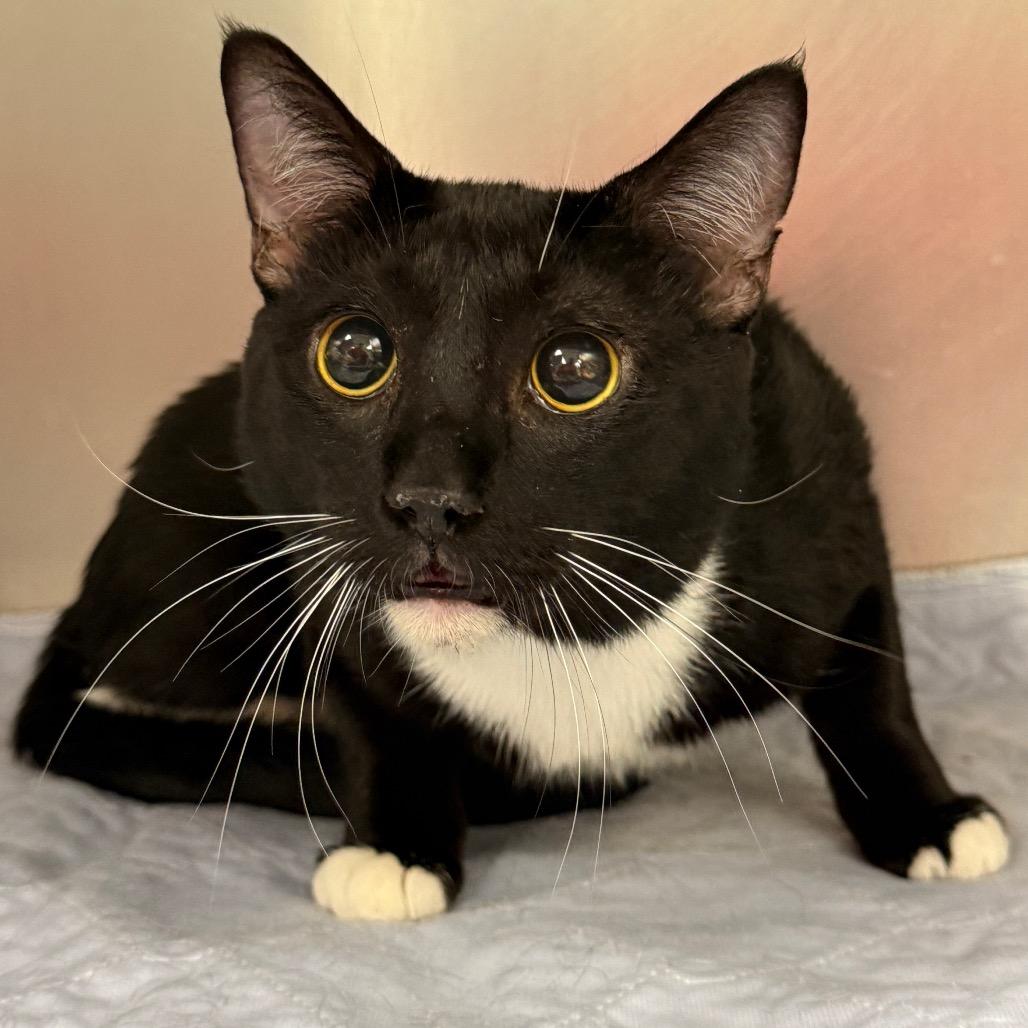 Enlarge Legs, a Adoptable Domestic Short Hair in Perkiomenville, PA image 1/1