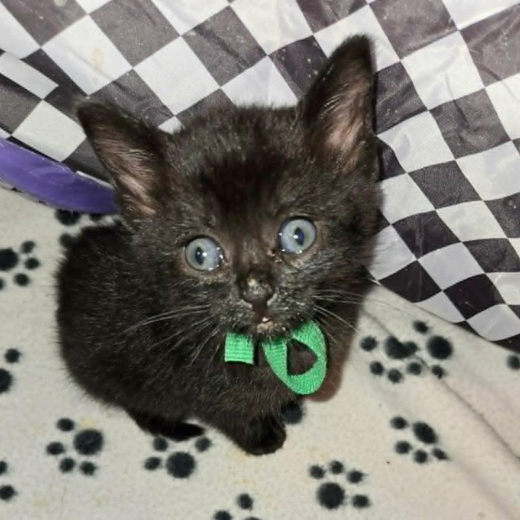 Donatella Versace, Adoptable, Kitten Female Domestic Short Hair.