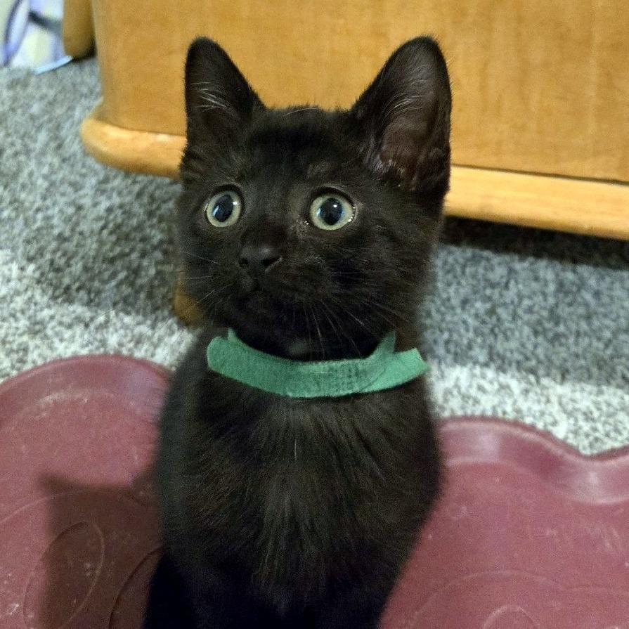 Enlarge Donatella Versace, a Adoptable Domestic Short Hair in FAIRWAY, KS image 2/6