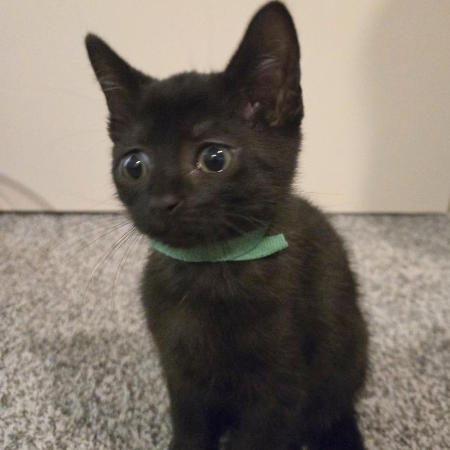 Enlarge Donatella Versace, a Adoptable Domestic Short Hair in FAIRWAY, KS image 3/6