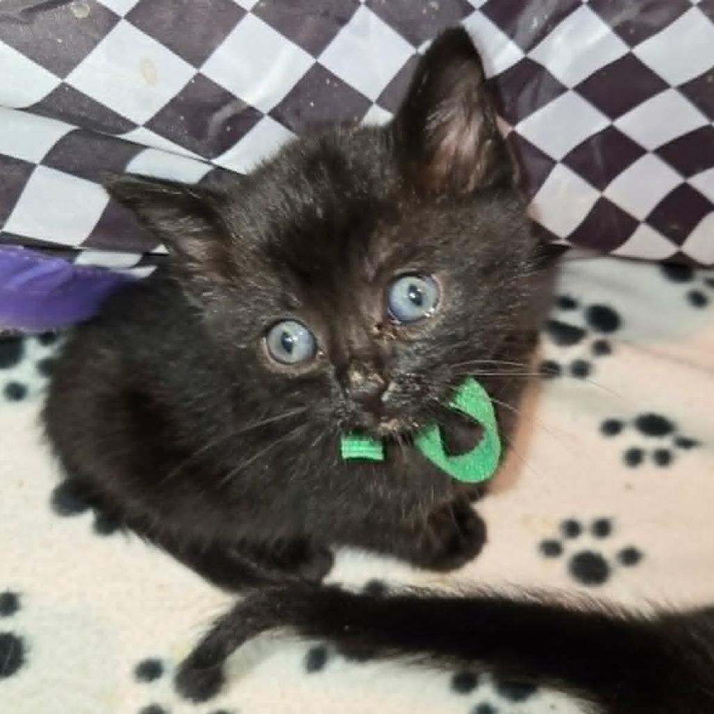 Enlarge Donatella Versace, a Adoptable Domestic Short Hair in FAIRWAY, KS image 4/6