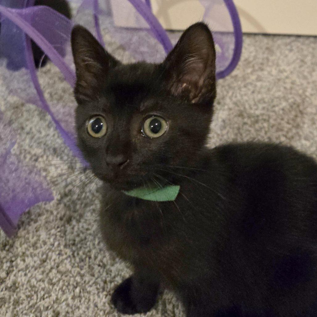 Enlarge Donatella Versace, a Adoptable Domestic Short Hair in FAIRWAY, KS image 5/6