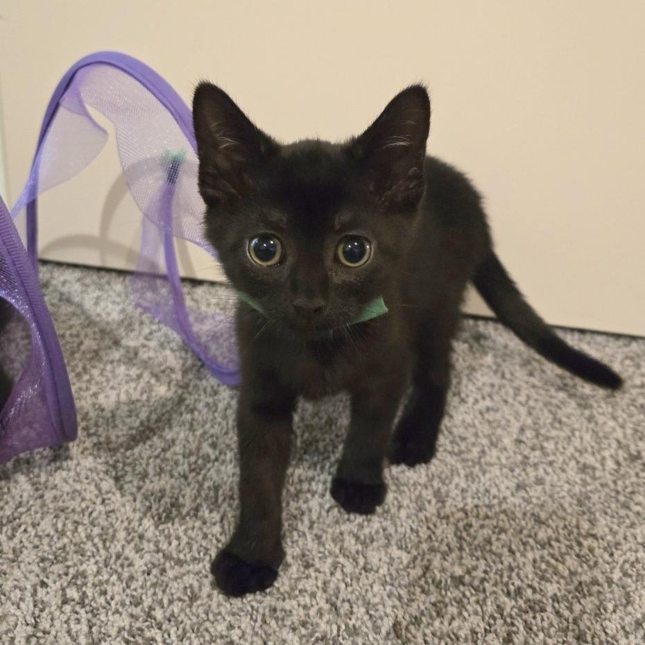 Enlarge Donatella Versace, a Adoptable Domestic Short Hair in FAIRWAY, KS image 6/6