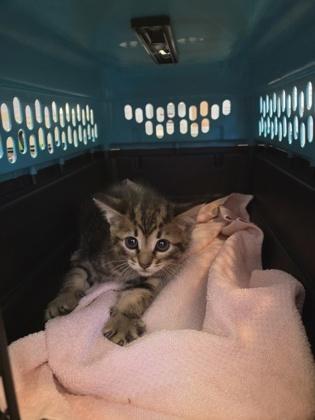 Avery, Adoptable, Kitten Male Domestic Short Hair & Domestic Short Hair.