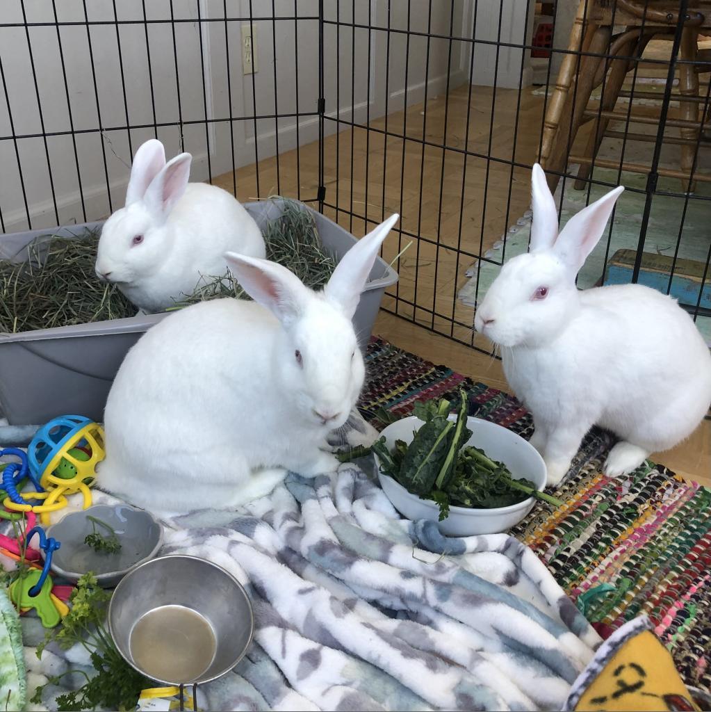 Sarah, Adoptable, Adult Female New Zealand.