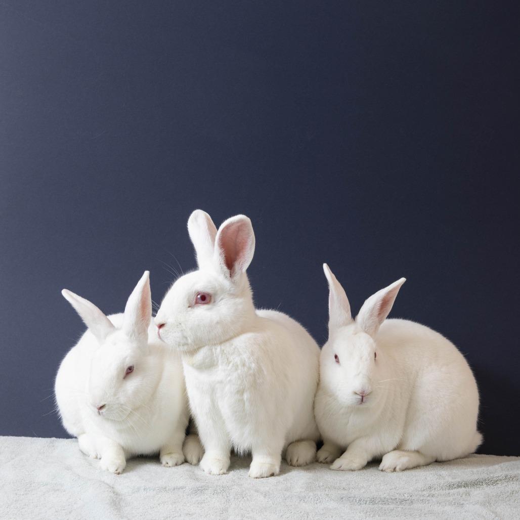 Enlarge Sarah, a Adoptable New Zealand in Richmond, CA image 2/6