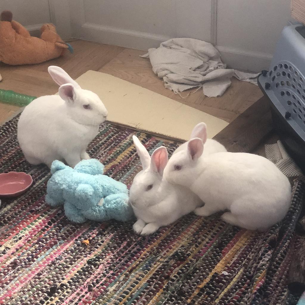 Enlarge Sarah, a Adoptable New Zealand in Richmond, CA image 2/6