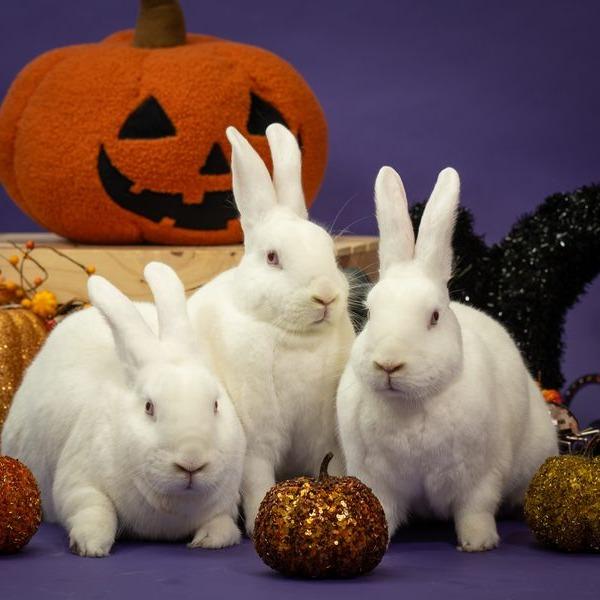 Enlarge Sarah, a Adoptable New Zealand in Richmond, CA image 6/6