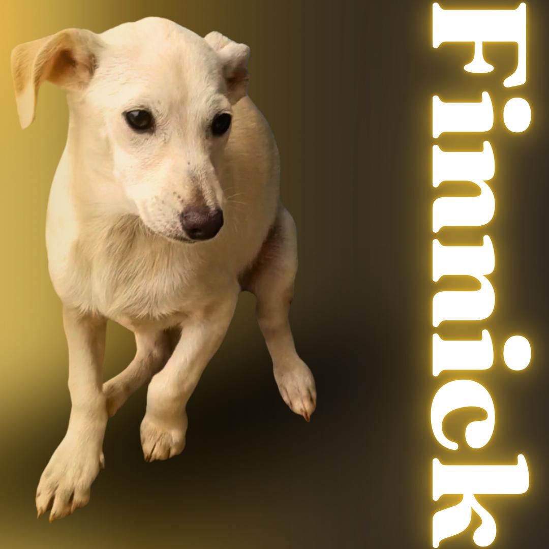 Enlarge Finnick, a Adoptable Chihuahua in Aransas Pass, TX image 3/3